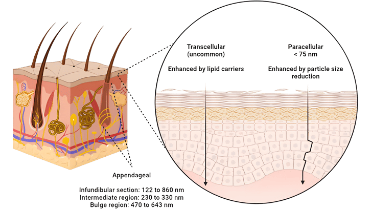 skin layers_